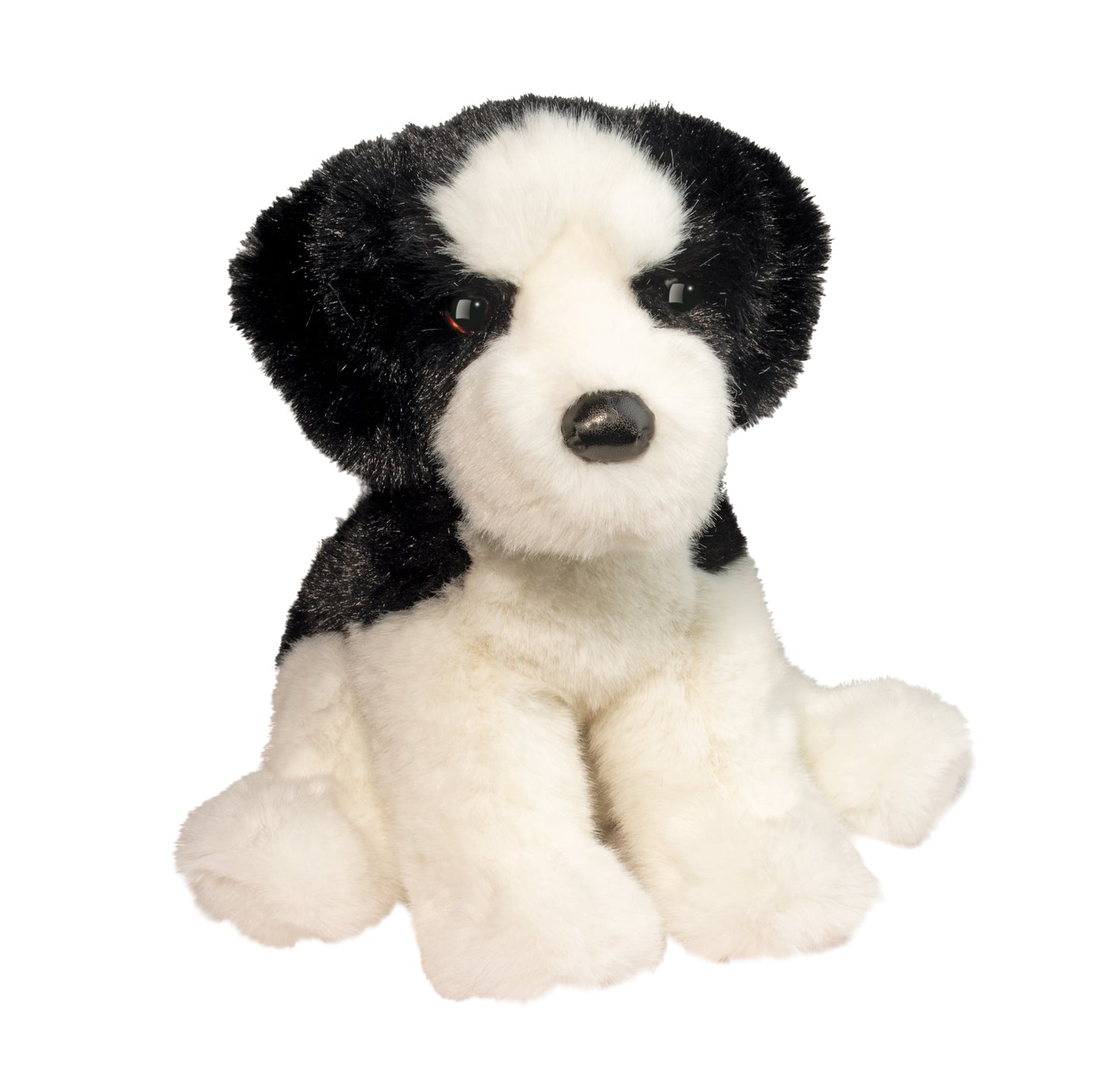 Teefer Shih-tzu