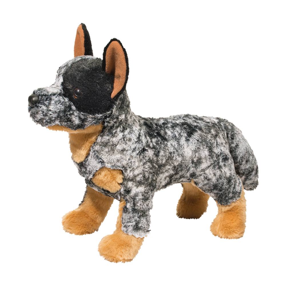 Bolt Australian Cattle Dog