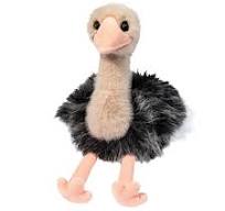 Omar Ostrich